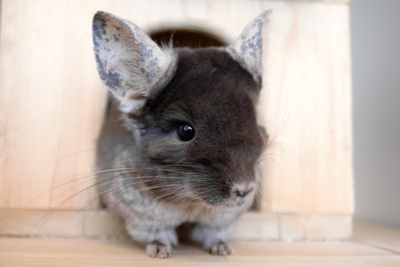 Cute chinchilla of brown velvet color is sitting on a wooden shelf near to its house and looking away, side view.の写真素材