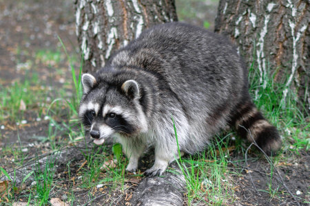 Curious furry raccoon is sitting with his tongue stuck out, near to trees exploring green forest.の写真素材