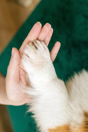 Heartwarming moment of connection between paw of dog and hand of human giving a high five.の写真素材