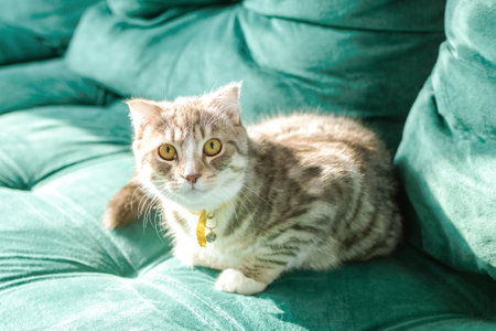 Playful, cute cat with big green eyes is resting comfortably on green sofa at home with sunlight.の写真素材