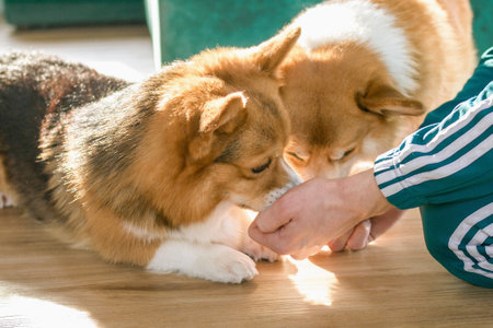 Two adorable corgi dogs curiously sniffing a treat held by hands of owner on the floor at home.の写真素材