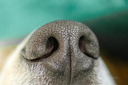 Close-up of nose of dog featuring textured black surface with light brown fur surrounding it.の写真素材