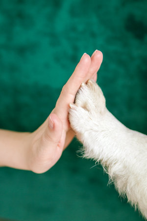 Paw of white dog and hand of woman doing high five on green background. Bond between pets and owner.の写真素材
