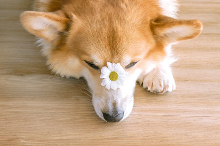 Cute sleepy corgi dog with daisy flower on its head while lying on a wooden background.の写真素材