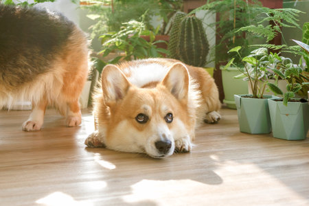 Charming fluffy corgi dog lies on the floor next to vibrant potted plants, basking in the sunlight.の写真素材