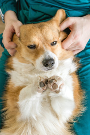 Playful corgi dog happily lies on its back on knees of a person, looking up adorably at the camera.の写真素材