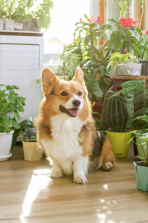 Cheerful domestic corgi dog happily sitting between vibrant houseplants in a bright, sunny room.の写真素材