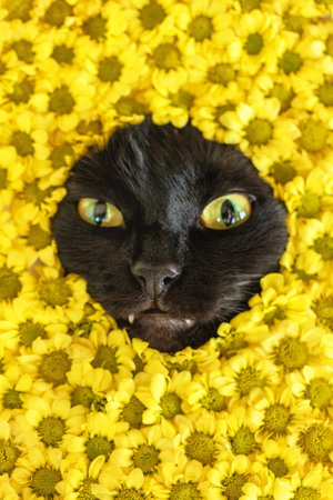 Funny portrait of curious black cat peeking out from vibrant yellow flowers of chrysanthemums.の写真素材