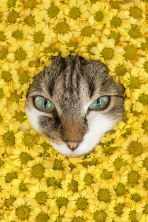 Portrait of curious tabby cat among a vibrant blooming yellow flowers of chrysanthemums in spring.の写真素材