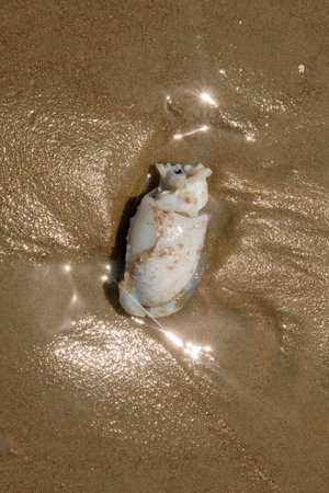 Seashell lies on wet sand as sunlight reflects brightly on the surface. Beauty of coastal natureの写真素材