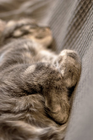 Adorable Tabby Kitten Napping Curled Up on Soft Gray Fabric, Paw Resting Comfortably. Sweet Dreams.の写真素材