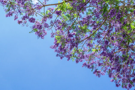 Jacaranda Tree in Full Bloom Against a Clear Blue Sky, a Beautiful Floral Canopy.の写真素材