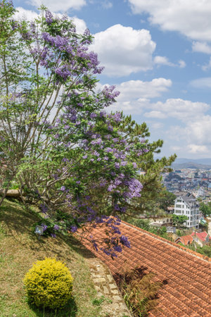 Scenic Cityscape of Dalat with Jacaranda Tree in Bloom and Tiled Rooftop View in Vietnam.の写真素材