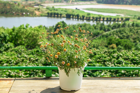 Blooming flowers in a White Pot with Scenic Lakeside View, Green Landscape Backdrop. Dalat, Vietnam.の写真素材