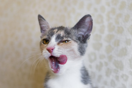 Calico Kitten with Tongue Out and Green Eyes. Funny and Adorable Close-Up Portrait of Hungry Cat.の写真素材