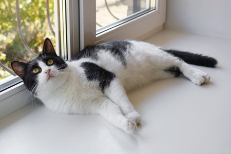 Black and White Cat is Comfortably Relaxing on Windowsill in Sunny Spot. Cozy Home Scene.の写真素材