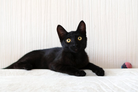 Elegant Black Cat Relaxing on White Bedding at Cozy Home with a Playful Gaze, Ready for Affection.の写真素材