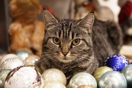Cute tabby cat is sitting between shiny Christmas balls. A festive atmosphere before New Year.の写真素材