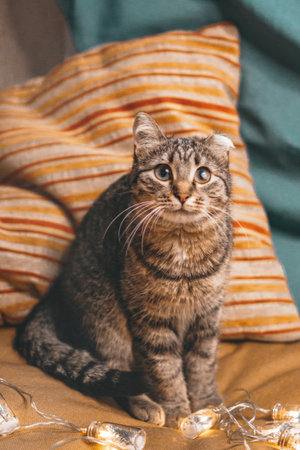 Cute cat sitting on a striped pillow with Christmas lights and looking at the camera with big eyes.の写真素材