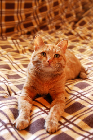 Ginger Cat with Beautiful Eyes Relaxing on a Cozy Plaid Blanket. Pet Comfort at Home.