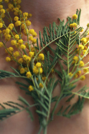 Golden Mimosa Blossoms adorning Warm Skin. Gentle Touch of Nature. A Botanical Embrace.