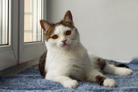 Adorable Brown and White Cat Lounging on Blue Blanket by Window at Cozy Home. Pure Feline Comfort.