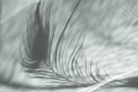 Delicate Feather Shadow Play with Ethereal Light and Texture for Creative Designs and Backgrounds.