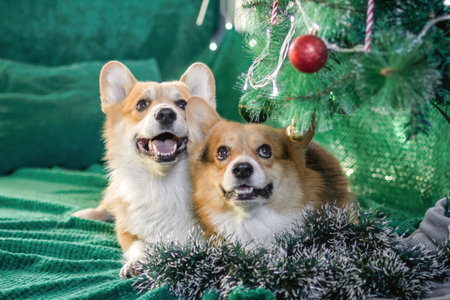 Two Corgi Dogs Celebrating Christmas Together Under the Decorated Tree. Happy Holiday Season.の写真素材