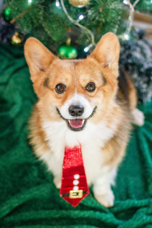 Festive Corgi Celebrates Christmas. A Charming Holiday Portrait with a Christmas Tree, Top View.の写真素材