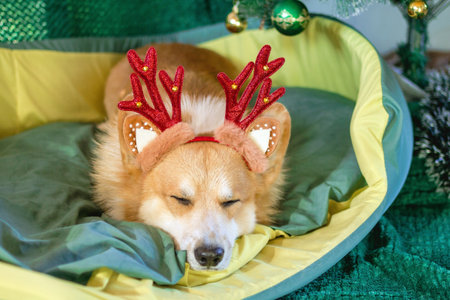 Festive Pembroke Welsh Corgi Napping in Bed and Wearing Reindeer Antlers Headband for Christmas.の写真素材