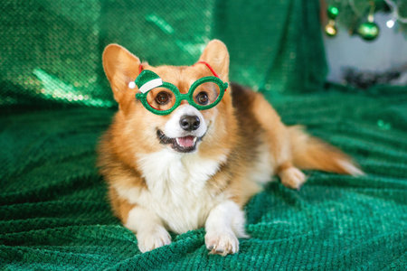Festive Smiling Corgi Posing with Holiday Green Glasses and Christmas Tree on Green Background.の写真素材