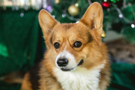 Portrait of Adorable Smiling Welsh Corgi Dog with Festive Christmas Tree Background. Holiday Cheer.の写真素材