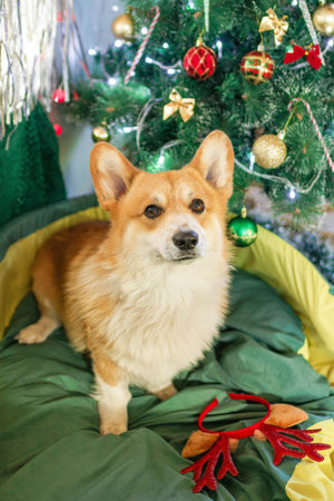 Adorable Corgi Dog Celebrating Christmas by the Christmas Tree with Festive Lights and Decorations.の写真素材