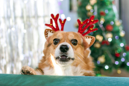 Adorable Corgi Reindeer Ready for Christmas. Dog with Festive Antlers and Holiday Spirit.の写真素材