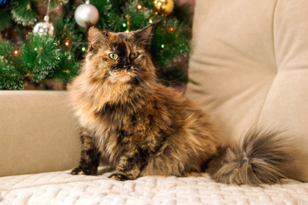 Tortoiseshell Cat Posing Gracefully on a Couch Near a Christmas Tree, Holiday Season.の写真素材