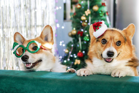 Festive Corgi Christmas Celebration. Two Adorable Dogs with Holiday Cheer and Festive Attire.の写真素材