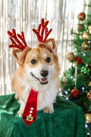 Festive Corgi Ready for Christmas with Reindeer Antlers and Santa Tie, near to Christmas Tree.の写真素材
