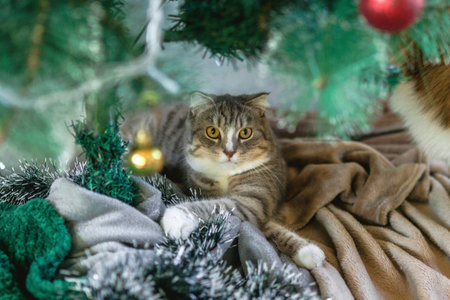Adorable tabby cat lounging comfortably under a Christmas tree with decorations and soft blankets.の写真素材