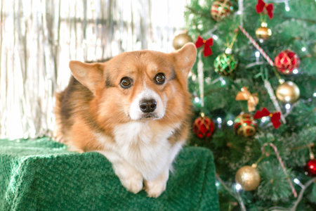 Festive Corgi. Charming Christmas Portrait with a Cute Dog near Decorated Christmas Tree.の写真素材