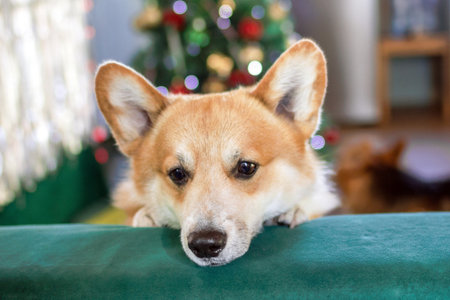 Adorable Corgi Puppy Relaxing on a Green Sofa During the Festive Christmas Season. Pet Portrait.の写真素材