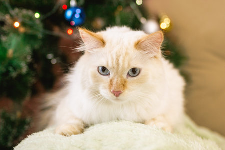 Flame Point Ragdoll Cat with Blue Eyes Relaxing Near Christmas Tree. Holiday Spirit of New Year.の写真素材