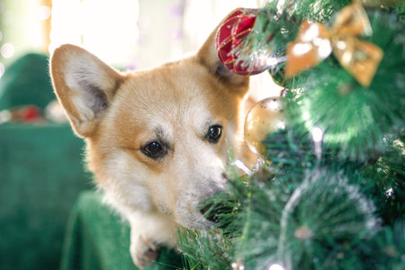 Curious Corgi Dog Explores Beautifully Decorated Christmas Tree Featuring Colorful Ornaments.の写真素材