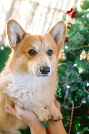 Paws of Adorable Corgi Dog in hands of owner. 
Enjoying Holiday Season with Festive Christmas Tree.の写真素材