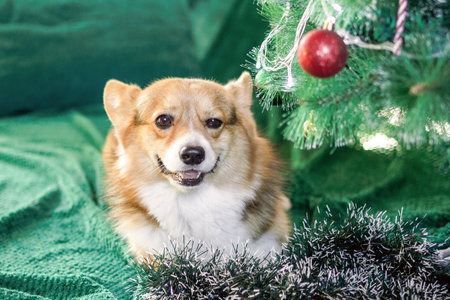 Festive Corgi Dog Companion. A Heartwarming Holiday Portrait with Decorated Christmas Tree at home.の写真素材