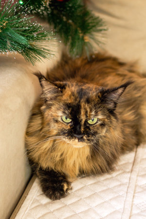 Captivating Tortoiseshell Maine Coon Cat with Green Eyes Resting Under Christmas Tree on Sofa.の写真素材