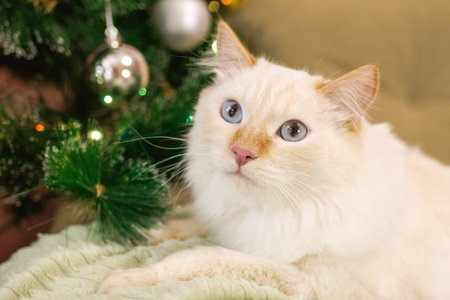Elegant Flame Point Fluffy Cat Relaxing Near Festive Christmas Tree With Silver Baubles Decor.の写真素材