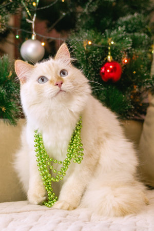 Charming Fluffy Cream Cat Adorned for Christmas Holiday Celebration with Green Beads Decoration.の写真素材
