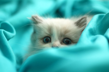 Adorable Fluffy Kitten with Curious Blue Eyes Peeking Out from Underneath a Turquoise Fabric.の写真素材