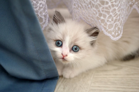 Adorable Ragdoll Kitten Peeking Out from Under a Lace and Blue Curtains, Looking at Camera.の写真素材