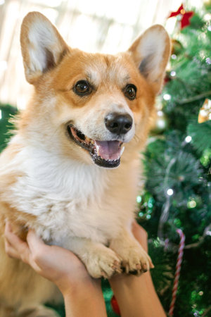 Adorable Corgi Dog with Paws in Hands of Owner. Celebrating Christmas Season in Festive Setting.の写真素材